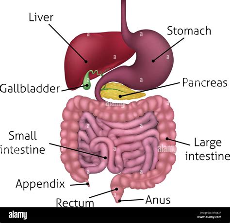 Gastroenterology (Stomach & Digestive System) .